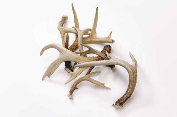Deer antler