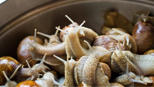 Snails